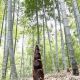 孟宗献